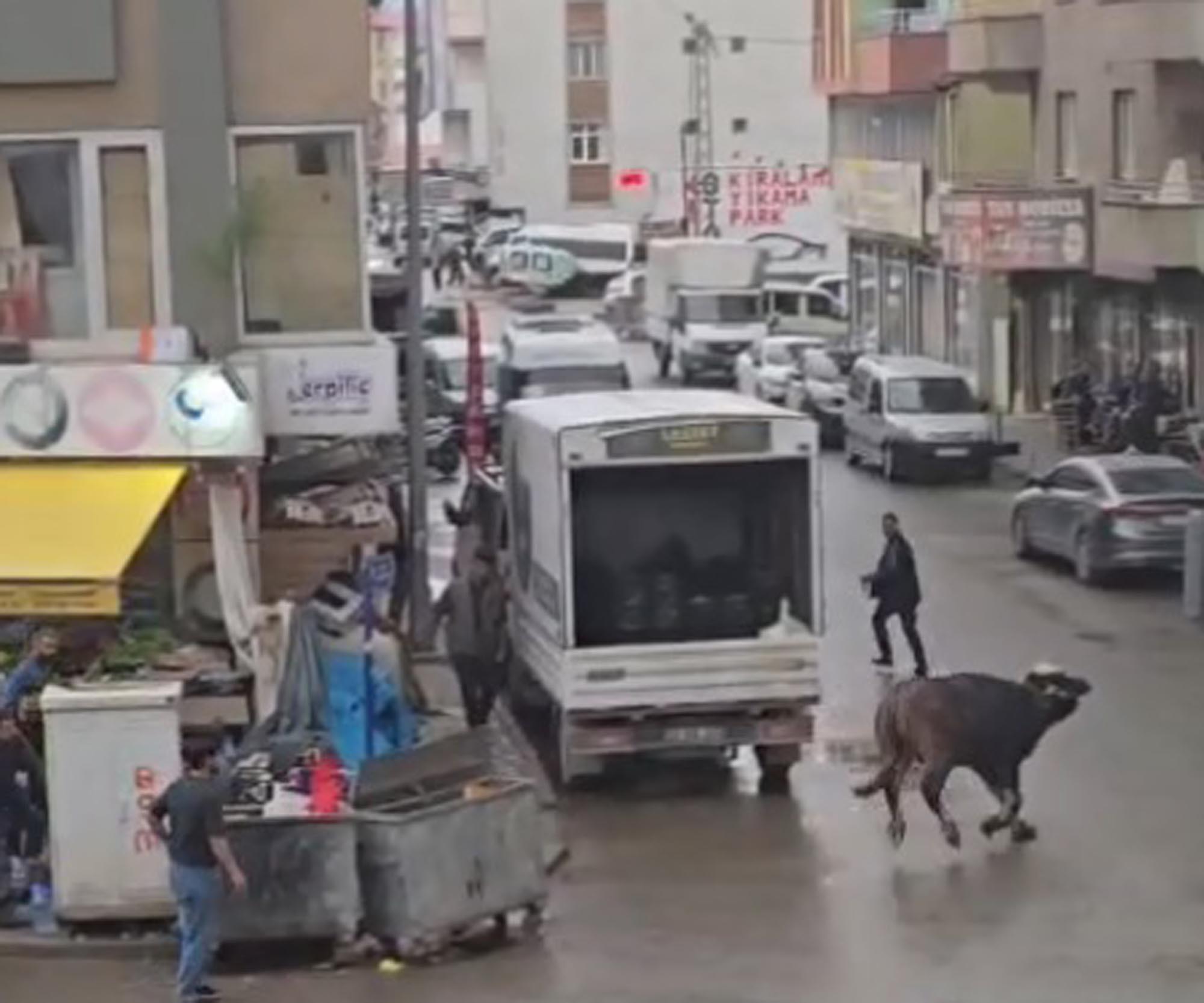 Kaçan mandanın boynuz darbeleriyle yaralandı
