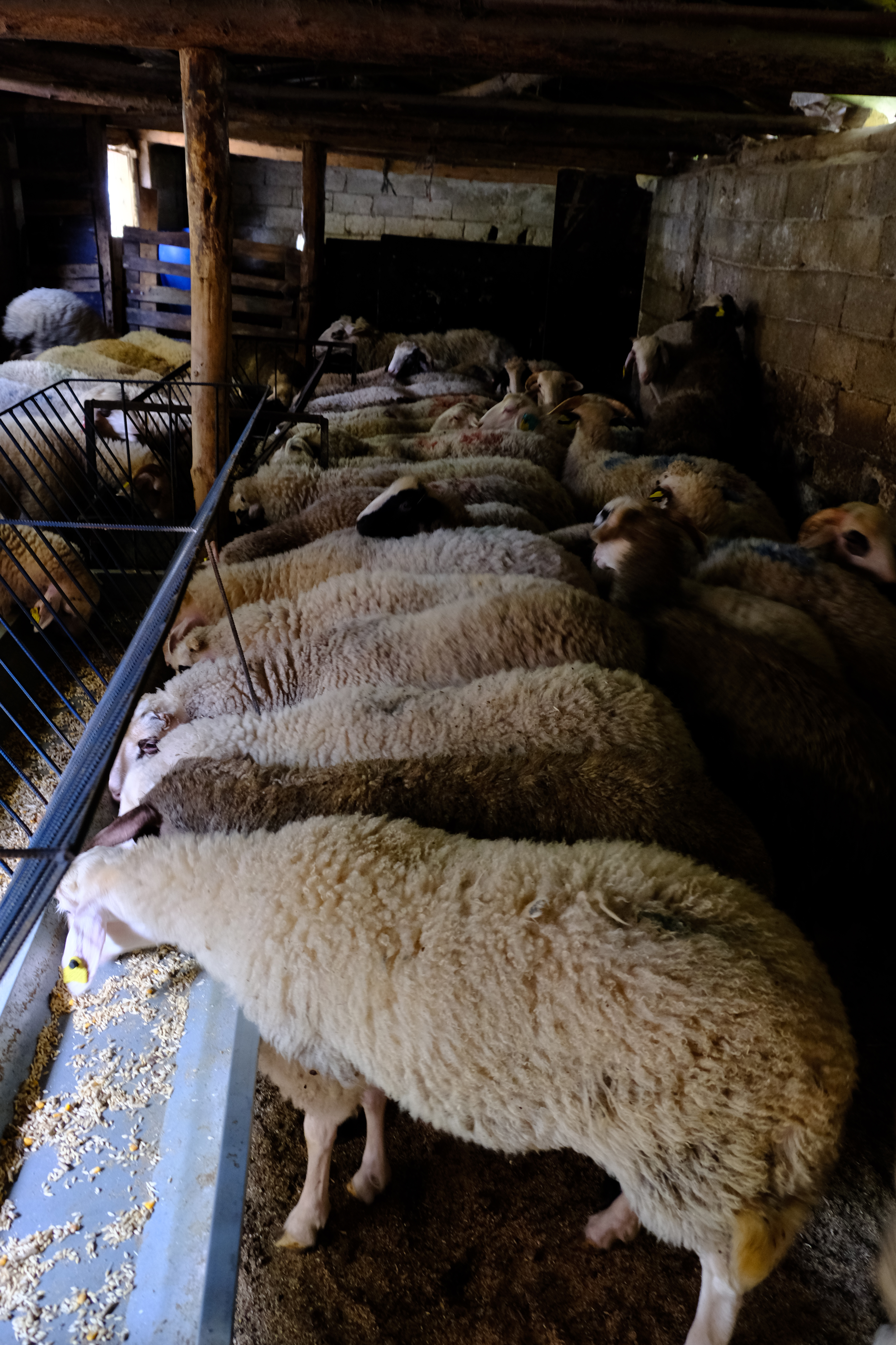 Bolu'daki kurban pazarlarında hareketlilik başladı