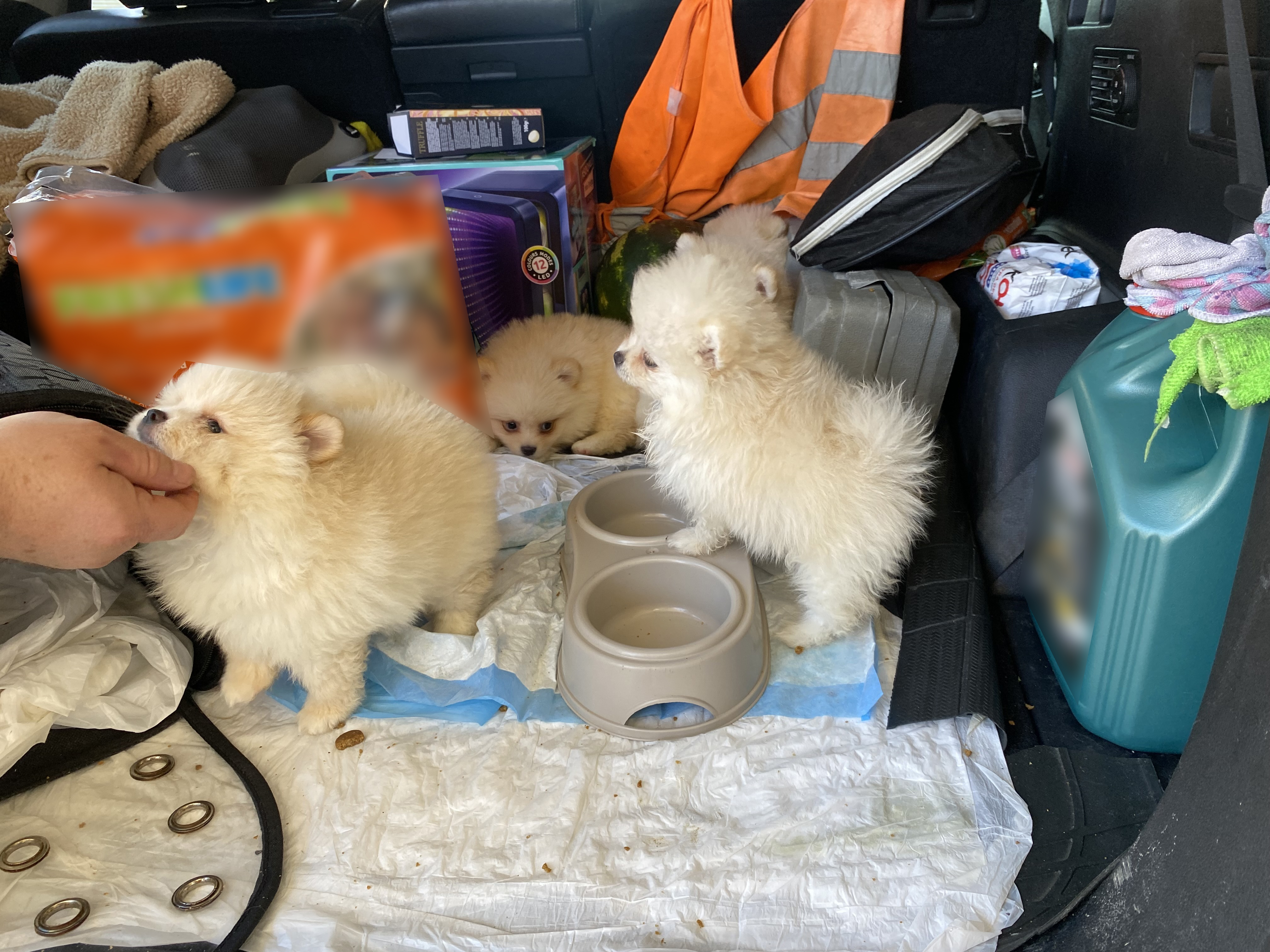 Kapıkule'de kaçak hayvan operasyonu: 6 Pomeranian yavrusu ele geçirildi